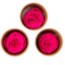 Article Décorations de roses stabilisées, véritables fleurs pour la décoration de table, floraisons uniques et durables, 5 cm, lot de 6