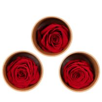 Article Roses stabilisées décoratives, 5 cm, lot de 6, pour une touche romantique dans votre salon ou pour un mariage.