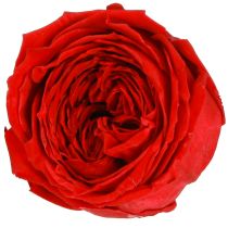 Article Roses rouges Infinity Roses Vraies têtes de roses Rouge Ø6cm 6 pcs