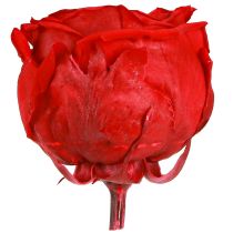 Article Roses rouges Infinity Roses Vraies têtes de roses Rouge Ø6cm 6 pcs