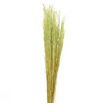 Article Herbe courbée Agrostis Capillaris Graminées Sèches Vert 65cm 80g