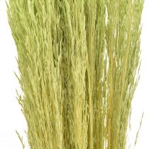 Article Herbe courbée Agrostis Capillaris Graminées Sèches Vert 65cm 80g