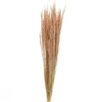 Herbe courbée rouge Agrostis Herbe sèche rouge brun 65cm 80g