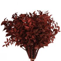 Article Branches décoratives Ruscus Rouge séchées sur fil 20cm 1 bouquet