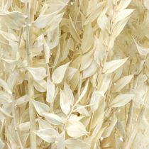 Brindilles de Ruscus brindilles déco fleurs séchées crème 200g