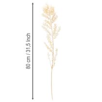 Article Branche de ruscus séché, blanchi, 200 g