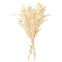 Article Branche de ruscus séché, blanchi, 200 g