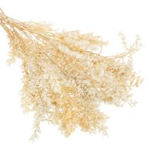 Article Branche de ruscus séché, blanchi, 200 g