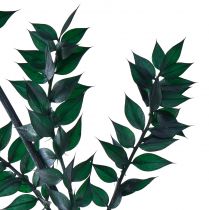Article Branches décoratives vertes Ruscus vert foncé 75-95cm 1kg