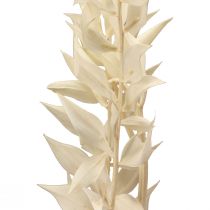 Article Branche décorative séchée Ruscus Ruscus blanchi 62cm 1 pièce