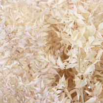 Article Branches décoratives séchées Ruscus Ruscus blanchies 1kg