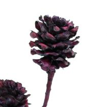 Branches de salignum avec cônes Bordeaux 25pcs