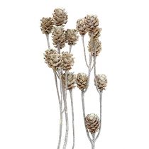 Article Salignum Protéa blanchie sur sa tige Ø2-4cm 25 pcs