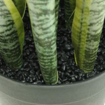 Sansevieria, fleur artificielle, noeud chanvre en pot H50cm Ø14cm