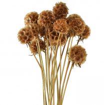 Article Scabiosa fleurs séchées naturelles séchées Scabiosa H50cm 100g
