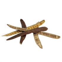 Pod Scaletta naturel 25cm - 50cm 25pcs