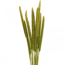 Épi de roseau déco herbe de roseau séchée vert H60cm bouquet