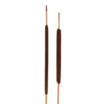 Article Epis de roseaux Déco naturelle Massettes Marron 100pcs