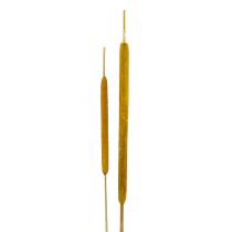 Article Epis de roseau Jaune Tailles diverses 12,5-23cm 100pcs