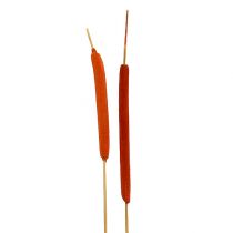 Article Massettes sur tige Epis de roseaux naturelles Orange 100pcs