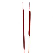 Article Epis de roseaux Déco naturelle Massettes Rouge 100pcs