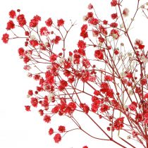 Article Gypsophile Gypsophile Fleurs Séchées Rouge 50cm 55g