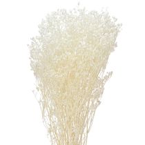 Article Gypsophile Blanc Herbes Séchées Décoration Crème 65-70cm 100g