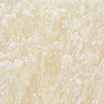 Article Gypsophile Blanc Herbes Séchées Décoration Crème 65-70cm 100g