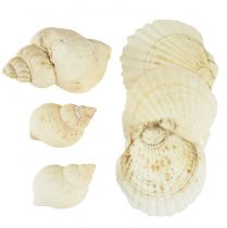 Décoration Coquille d&#39;Escargot Décoration de Table Maritime Blanc Naturel 350g