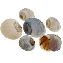 Article Coquilles d&#39;escargots nature 1kg