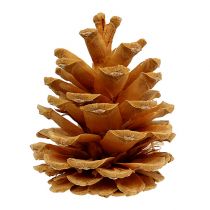 Article Pommes de pin noires décoratives crème 5-8cm 1kg