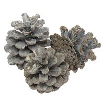 Article Pommes de pin noir 5-9cm Cônes blanchies 1kg