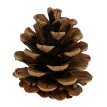 Article Pommes de pin noir 5cm naturel 5pcs