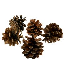 Pommes de pin noir nature 5kg