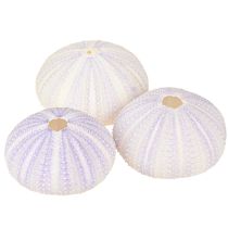 Article Boyau de coquille d&#39;oursin en blanc-violet Ø4-6cm 12 pcs