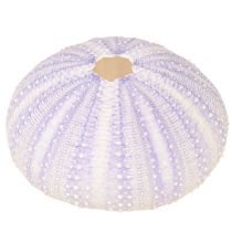 Article Boyau de coquille d&#39;oursin en blanc-violet Ø4-6cm 12 pcs