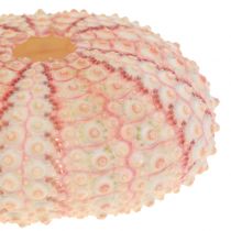 Article Oursin Rose Décoration Maritime 36 pcs