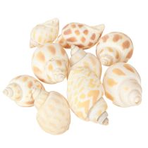 Article Escargots de mer coquilles d&#39;escargots naturelles maritimes 2–4 cm 300 g