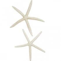 Décoration étoile de mer blanche, décoration mer 15-17cm 10p