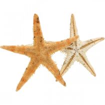 Starfish scatter decoration home deco mini étoile de mer nature 2-4cm 50p