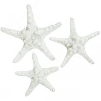 Étoile de mer déco grande étoile de mer blanche séchée 15-18cm 10p