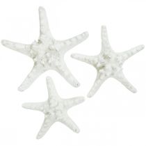 Article Décoration étoile de mer grande étoile de mer cloutée blanche séchée 15-18cm 10 pièces