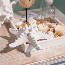 Article Décoration étoile de mer grande étoile de mer cloutée blanche séchée 15-18cm 10 pièces