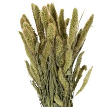 Article Fleurs séchées de millet à soies (Setaria) pour accessoires de décoration rustiques et élégants, 75 cm, 220 g