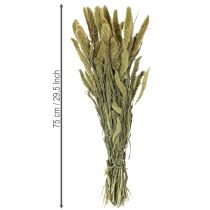 Article Fleurs séchées Sétaire verte Miliasse pour décorations rustiques et élégantes 75 cm, 220 g