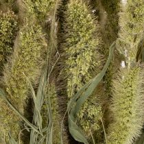 Article Fleurs séchées Sétaire verte Miliasse pour décorations rustiques et élégantes 75 cm, 220 g
