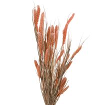 Article Setaria soies millet décor sec saumon 69cm 70-75g x 2pcs