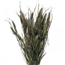 Fleurs séchées Setaria anthracite bouquet de millet naturel 100g