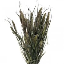 Article Fleurs Séchées Setaria Anthracite Poils Naturels Millet Bouquet 100g