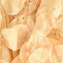 Article Feuille d&#39;argent séchée Lunaria Champagne 65-70cm 20g